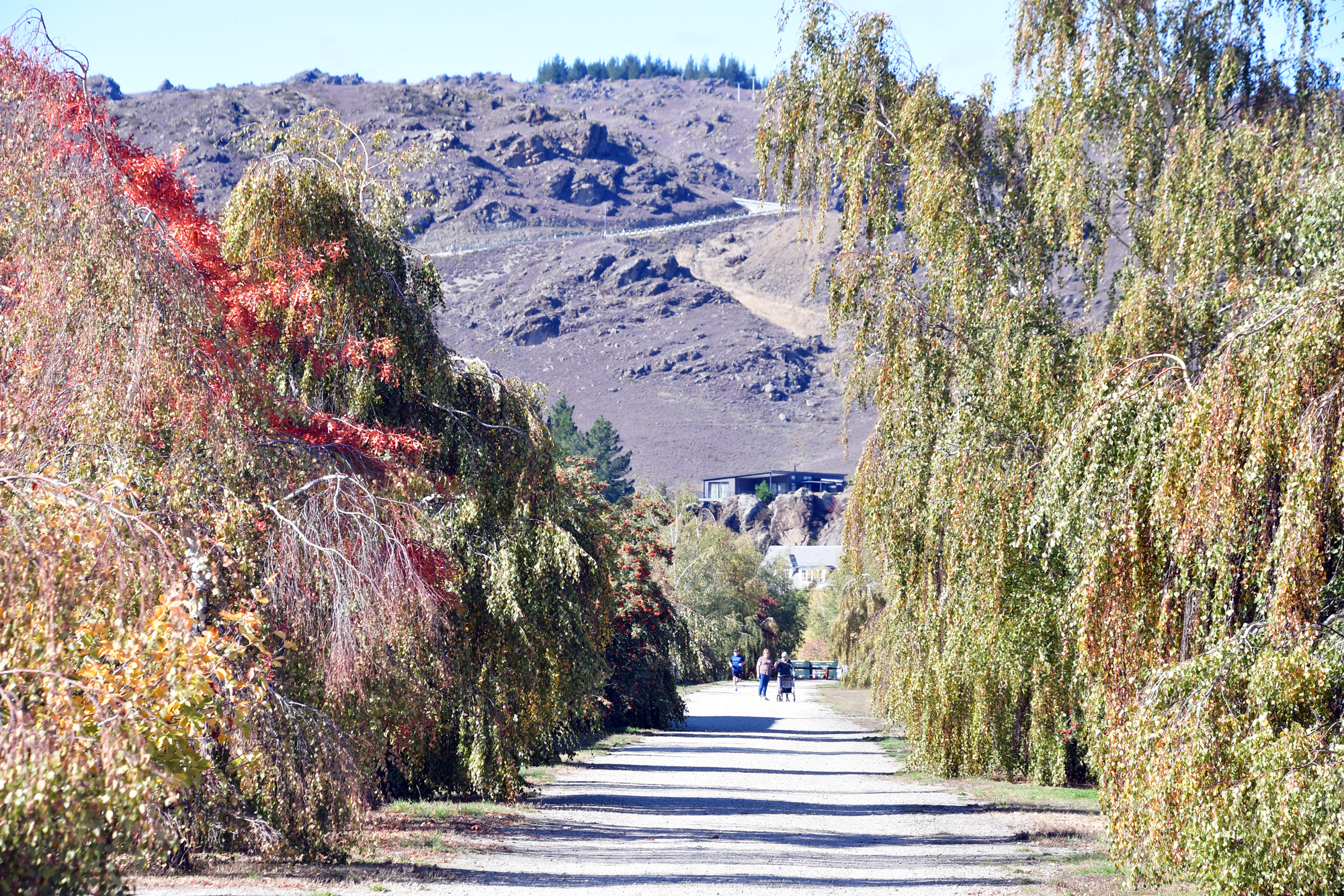 NZ